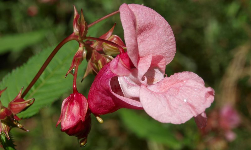 68 Impatiens glandulifera Scarpa