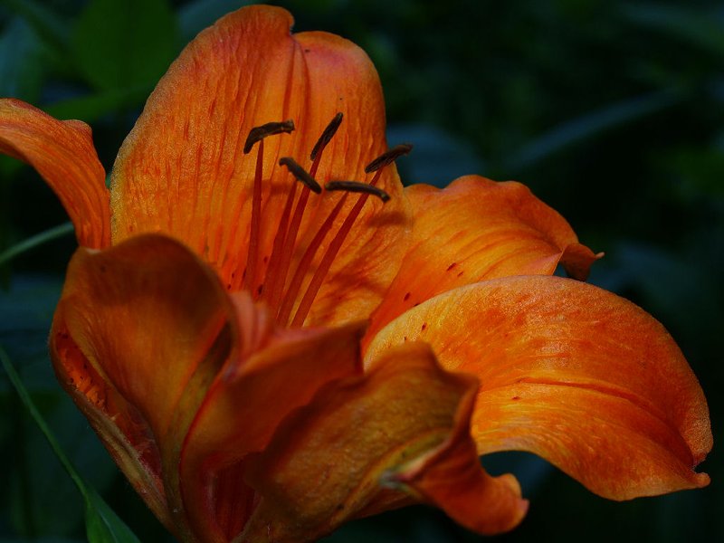 83 Sinuosità del Lilium Scarpa